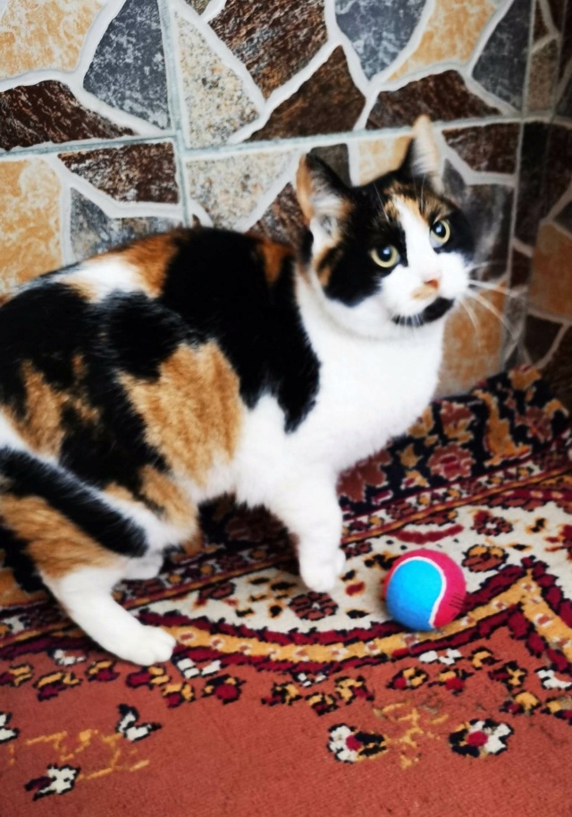 LOLA (ex BETY) - chat femelle, née environ en janvier 2018 - en FA chez Gina à Tergu Neamt (Roumanie) - Adoptée par Cendrine (83) 32642710