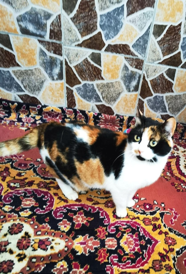 LOLA (ex BETY) - chat femelle, née environ en janvier 2018 - en FA chez Gina à Tergu Neamt (Roumanie) - Adoptée par Cendrine (83) 32689810