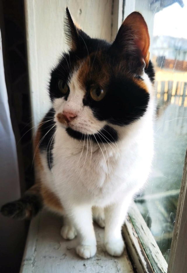 LOLA (ex BETY) - chat femelle, née environ en janvier 2018 - en FA chez Gina à Tergu Neamt (Roumanie) - Adoptée par Cendrine (83) 32690610
