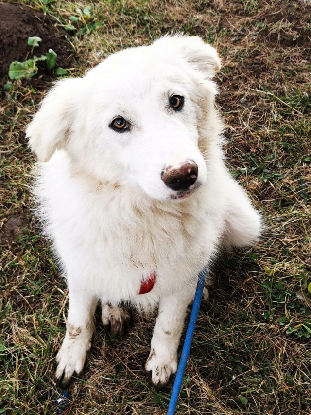 KADOR - chiot mâle , de taille moyenne à l'âge adulte - né environ en juin 2022 - au refuge chez Gina à Tergu Neamt (Roumanie) - Adopté par Marine (29) 32698510