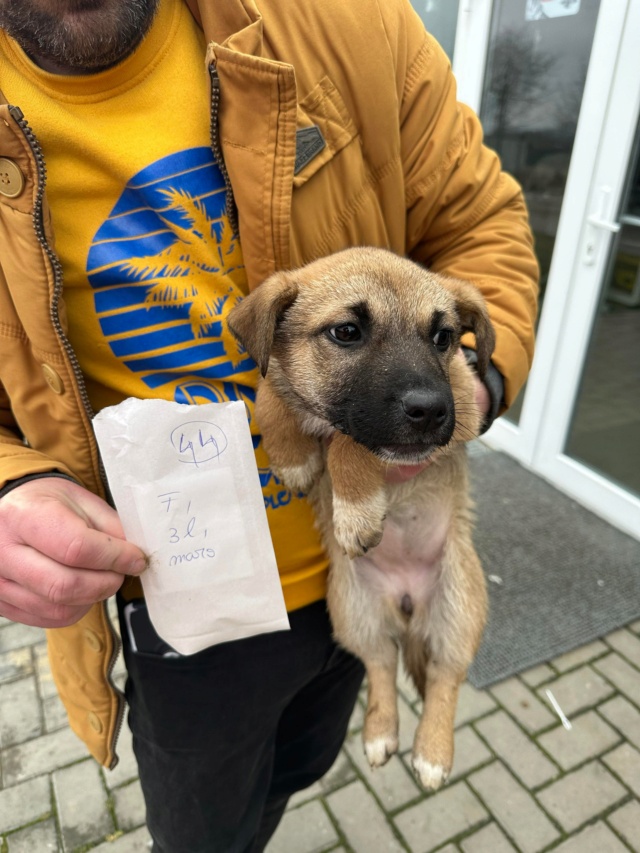 TESSA - chiot femelle, de taille moyenne à l'âge adulte - née environ en octobre 2022 - REMEMBER ME LAND/RÉSERVÉE ADOPTION PAR Fiona (départ78)/DÉCÉDÉE 32719010