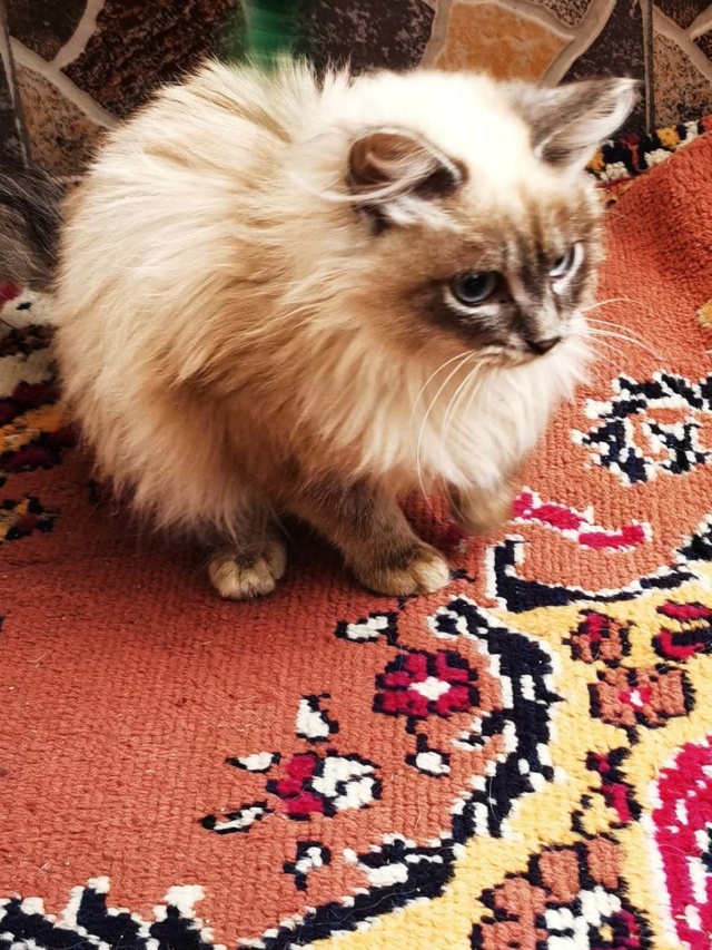 AKUNA, chaton femelle, née environ en août 2022 - Au refuge de Gina (Roumanie) - Adoptée par Melanie et Cedric (27) 32849610