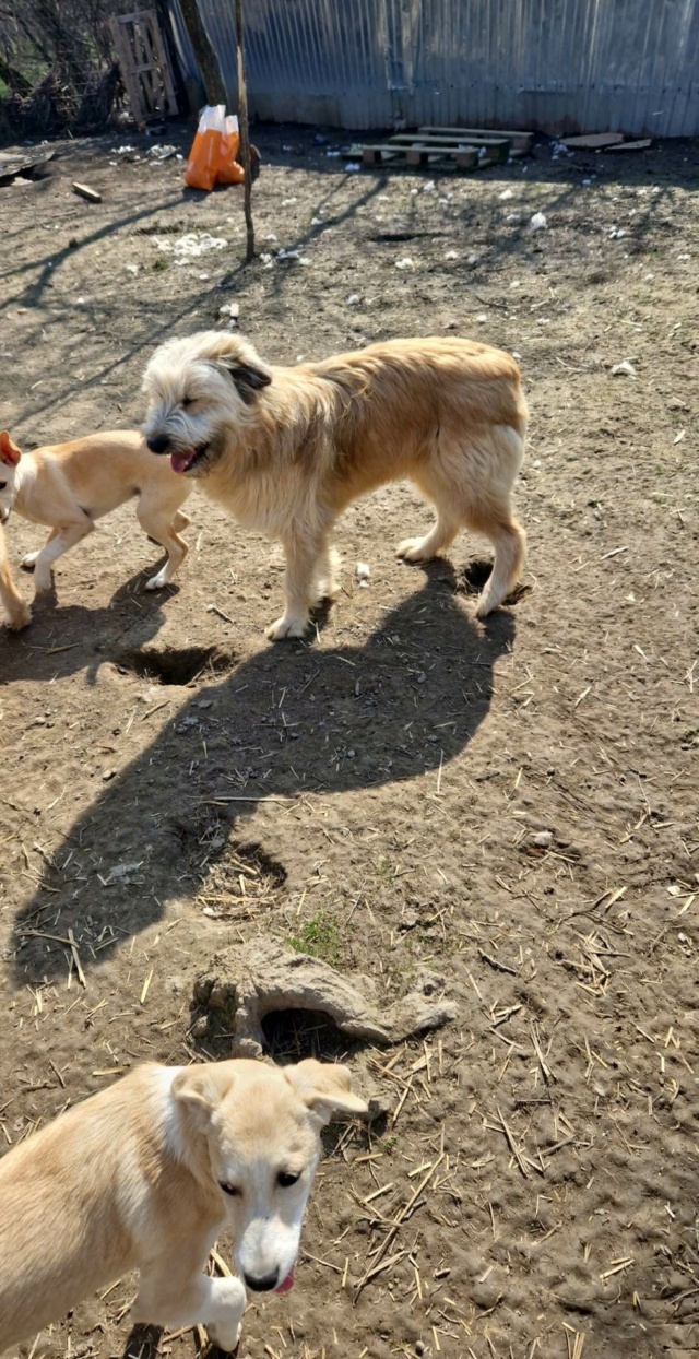 FAYA (ex MORENO) - chiot mâle, de taille moyenne à l'âge adulte - né environ en juin 2022 - Au refuge de Camelia à Bucarest (Roumanie) - Adopté par  Corinne (83) 33212710