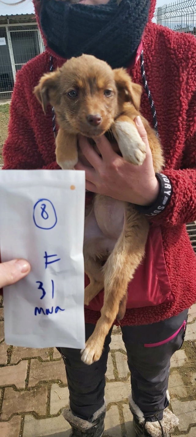 NALLA (ex HAVANE) - chiot femelle, de taille moyenne à l'âge adulte - née environ en janvier 2023 - (Centre RM Pascani en Roumanie) - ADOPTEE PAR PRISCILLE (39) 33249410