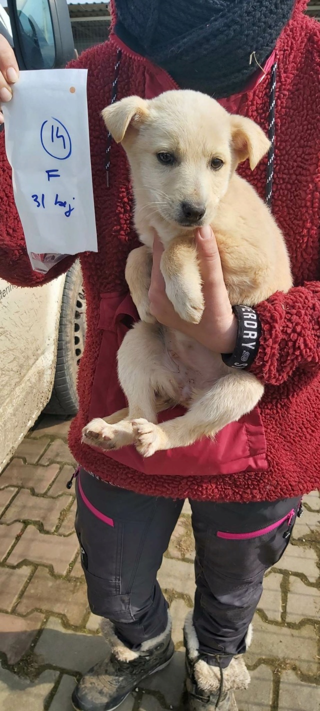 KYRA (ex KIMBERLEY) - chiot femelle, de taille petite à moyenne à l'âge adulte - née environ en décembre 2022  (Centre RM Pascani en Roumanie) - Adoptée par Christel (7800 - Belgique) 33289410