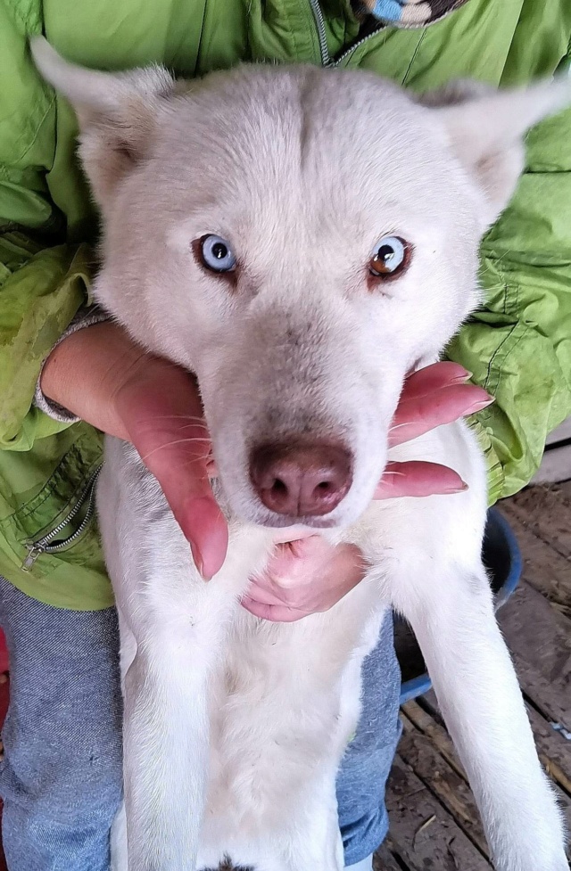 BELLA1 - femelle husky, de taille moyenne - née en environ en mars 2018 - (Centre RM Pascani en Roumanie) - DECEDEE 33605010