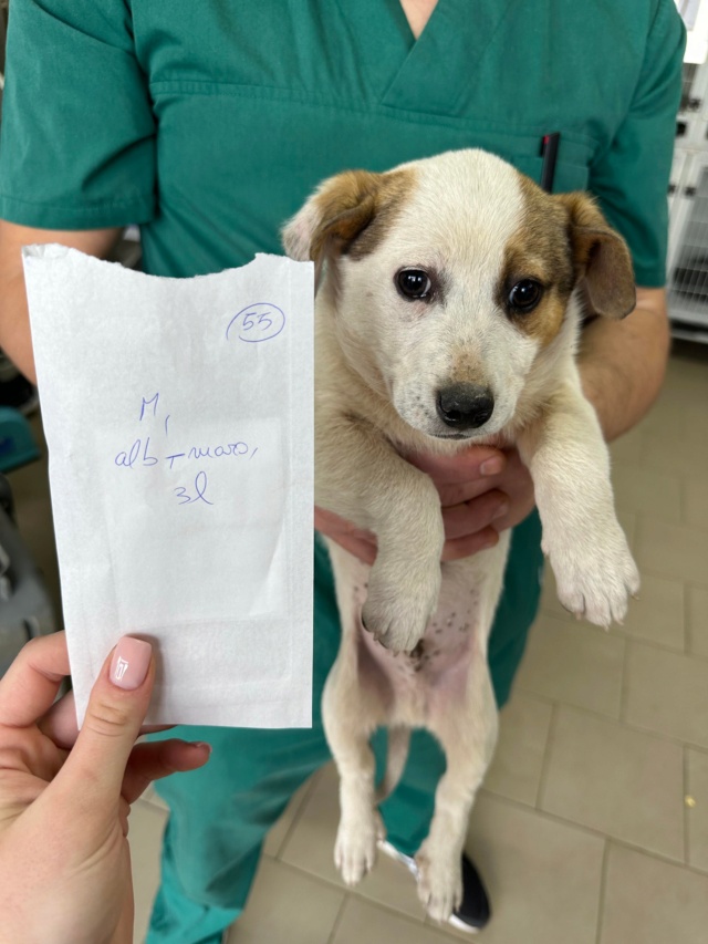 EYCKO (ex FREDO) - chiot mâle, de taille petite à moyenne à l'âge adulte - né environ en décembre 2022 - REMEMBER ME LAND - adopté par Gaëlle (88) 33656110