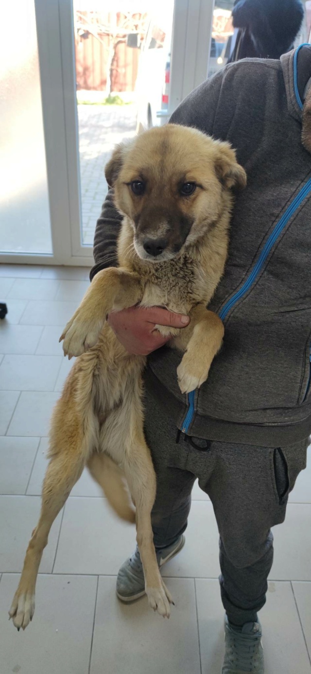 TOSCANE - chiot femelle, de taille petite à moyenne à l'âge adulte - née environ en mai 2022 - REMEMBER ME LAND - Adoptée par Ambre (85) 33679710