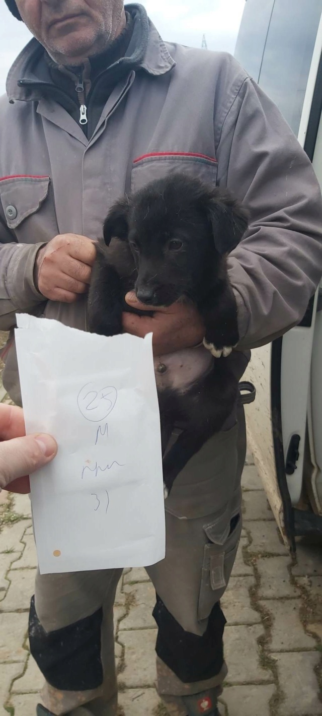 STANLEY (ex SPIDER) - mâle, de taille petite à moyenne à l'âge adulte - né environ en décembre 2022 - REMEMBER ME LAND - Adopté par Margaux et Florian (57)  33716310