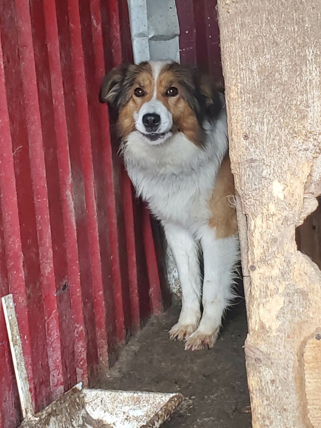 ANTHOUR - type colley 6 ans - Asso Remember Me (Roumanie) 33817410