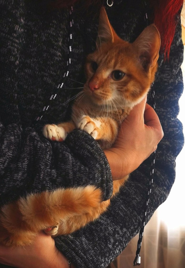 ORION (ex JASPER), chaton mâle, né environ en août 2022 - Au refuge de Gina (Roumanie) - Adopté par Claire (67) 33891210