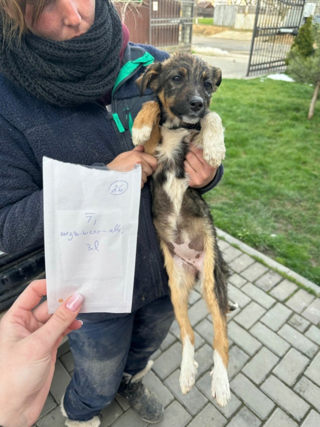 ZIA (ex BOREE) - chiot femelle, de taille moyenne à grande à l'âge adulte - née environ en janvier 2023 - (Centre RM Pascani en Roumanie) - Adoptée par Alexandra (69) 33902510