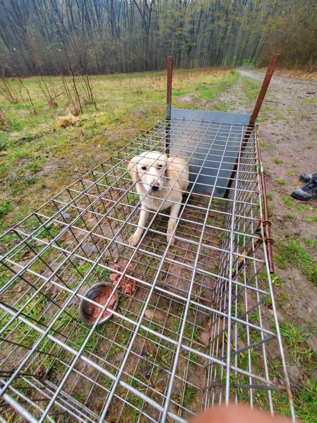 JARKOV - mâle, typé labrador, de taille moyenne - né environ en avril 2022 - REMEMBER ME LAND 33918310