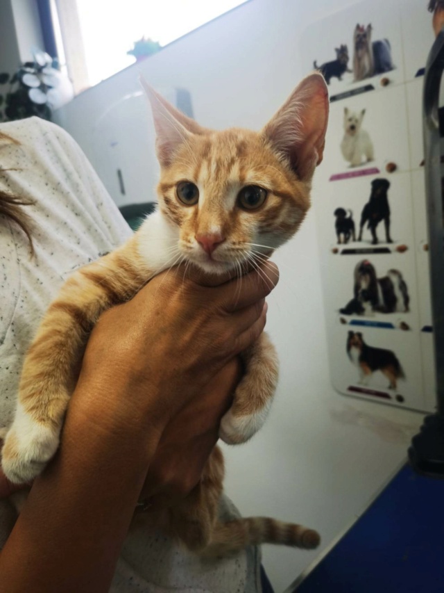 ORION (ex JASPER), chaton mâle, né environ en août 2022 - Au refuge de Gina (Roumanie) - Adopté par Claire (67) 33938210