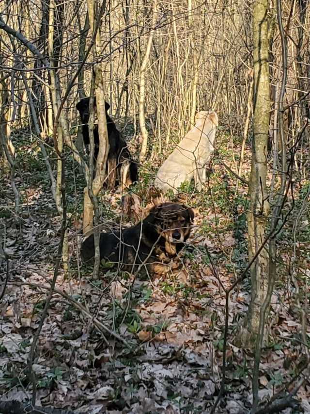 JARKOV - mâle, typé labrador, de taille moyenne - né environ en avril 2022 - REMEMBER ME LAND 33972210