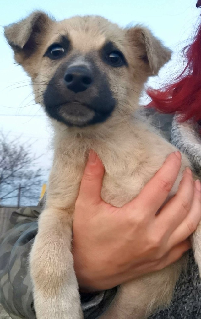 IMPA (ex SIRICA) - chiot femelle, de petite taille à l'âge adulte - née environ en février 2023 - Au refuge chez Gina à Tergu Neamt (Roumanie) - Adoptée par Marie (37) 34094510