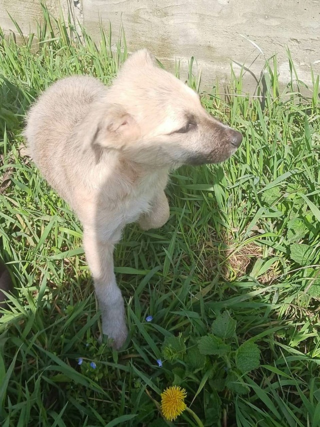 IMPA (ex SIRICA) - chiot femelle, de petite taille à l'âge adulte - née environ en février 2023 - Au refuge chez Gina à Tergu Neamt (Roumanie) - Adoptée par Marie (37) 34265410