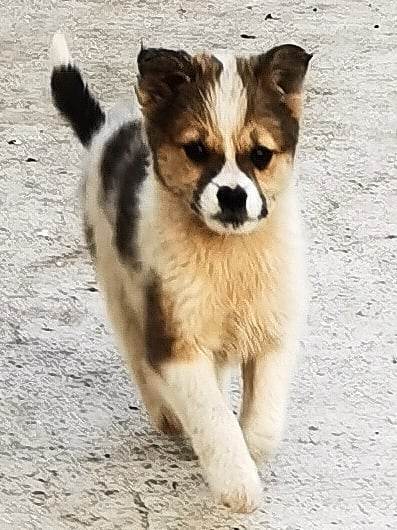 SHIZA (ex SHIZAKA) - chiot femelle, de taille moyenne à l'âge adulte - née environ en février 2023 - Au refuge chez Gina à Tergu Neamt (Roumanie) - Adoptée par Romane et Guillaume (80) 34610616