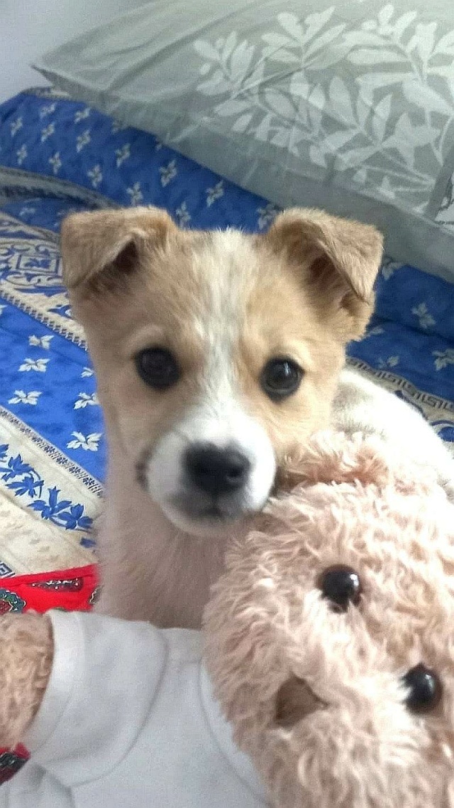 SHIZA (ex SHIZAKA) - chiot femelle, de taille moyenne à l'âge adulte - née environ en février 2023 - Au refuge chez Gina à Tergu Neamt (Roumanie) - Adoptée par Romane et Guillaume (80) 34610815