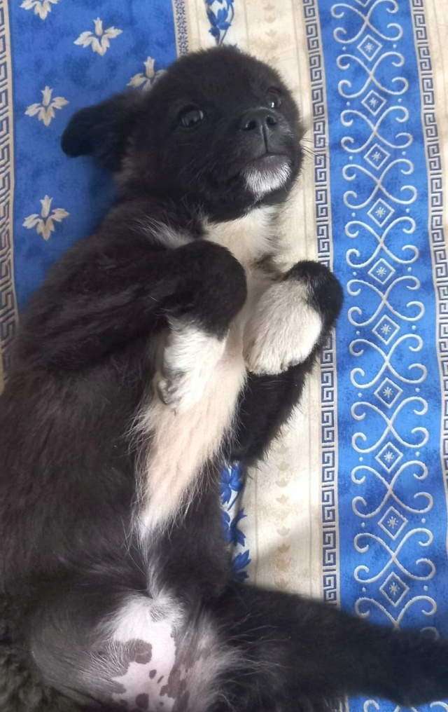 POPPY (ex MALINKA) - chiot femelle, de taille moyenne à l'âge adulte - née environ en février 2023 - Au refuge chez Gina à Tergu Neamt (Roumanie) - Adoptée par Véronique (88) 34611010