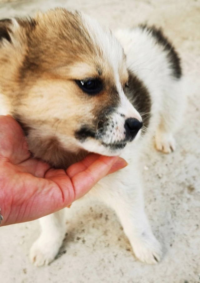 SHIZA (ex SHIZAKA) - chiot femelle, de taille moyenne à l'âge adulte - née environ en février 2023 - Au refuge chez Gina à Tergu Neamt (Roumanie) - Adoptée par Romane et Guillaume (80) 34611112