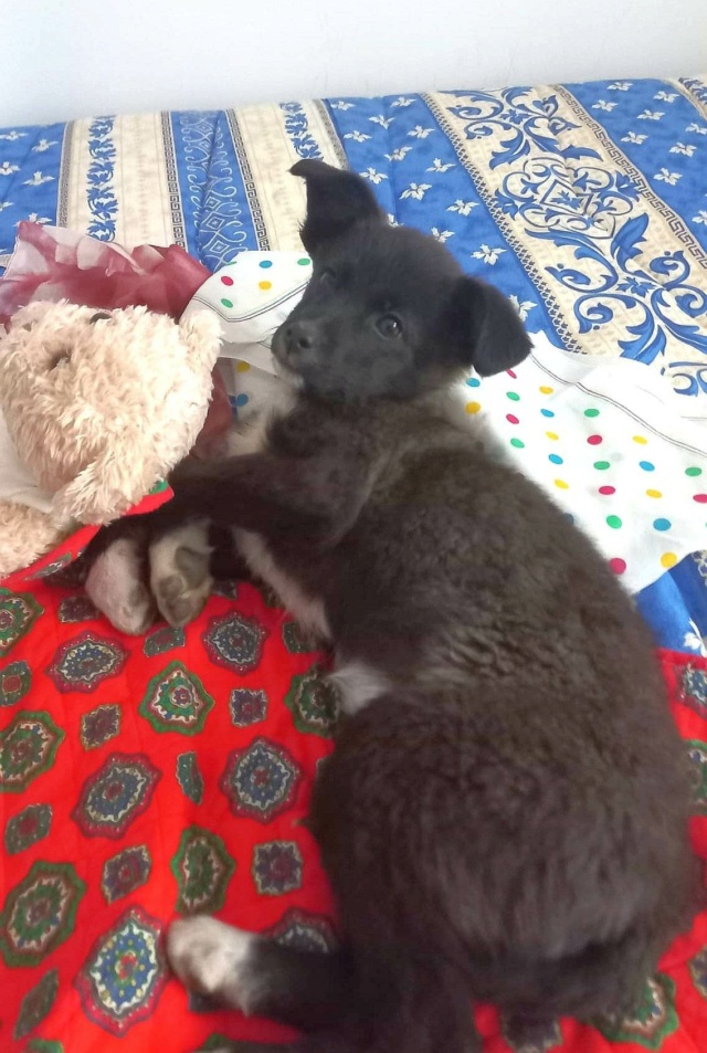 POPPY (ex MALINKA) - chiot femelle, de taille moyenne à l'âge adulte - née environ en février 2023 - Au refuge chez Gina à Tergu Neamt (Roumanie) - Adoptée par Véronique (88) 34611210