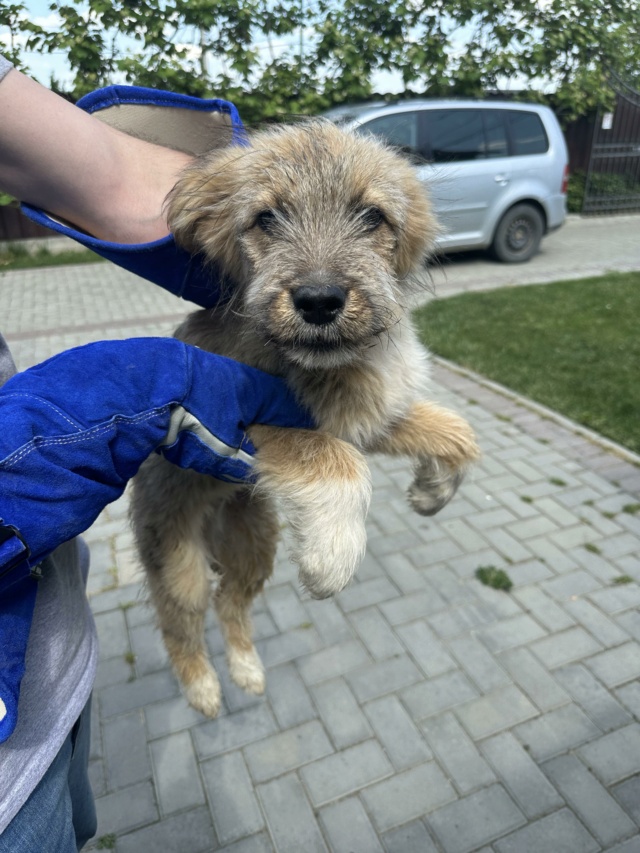 CHARLY (ex CURLY) - chiot mâle, de petite taille à l'âge adulte - né environ en novembre 2022 - REMEMBER ME LAND - Adopté par Dylan (4287 - Belgique) 35035011