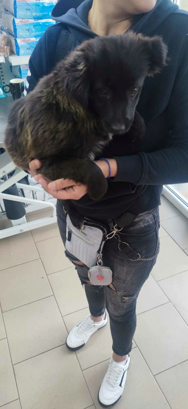 YOKO (ex LIPA) - chiot femelle, de taille petite à moyenne à l'âge adulte - née environ en juillet 2023 - REMEMBER ME LAND - Adoptée par Pauline et Julien (67)  37152510