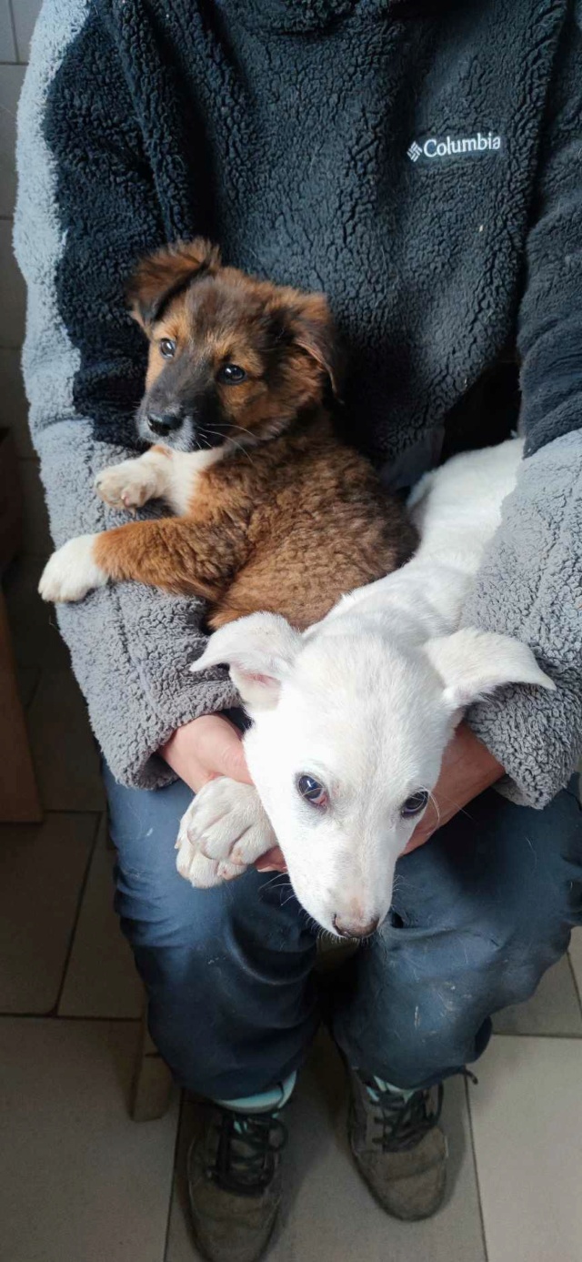 SIDD - chiot mâle, de petite taille à l'âge adulte - né environ en juillet 2023 - REMEMBER ME LAND - Adopté par Tristan (6140 - Belgique) 37722811