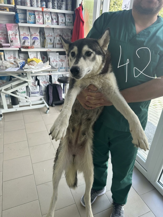 FREYJA (ex MAYA2) - femelle, typée husky sibérien, de taille moyenne - née environ en novembre 2021 - REMEMBER ME LAND - Adoptée par Charlotte (56)  38230810