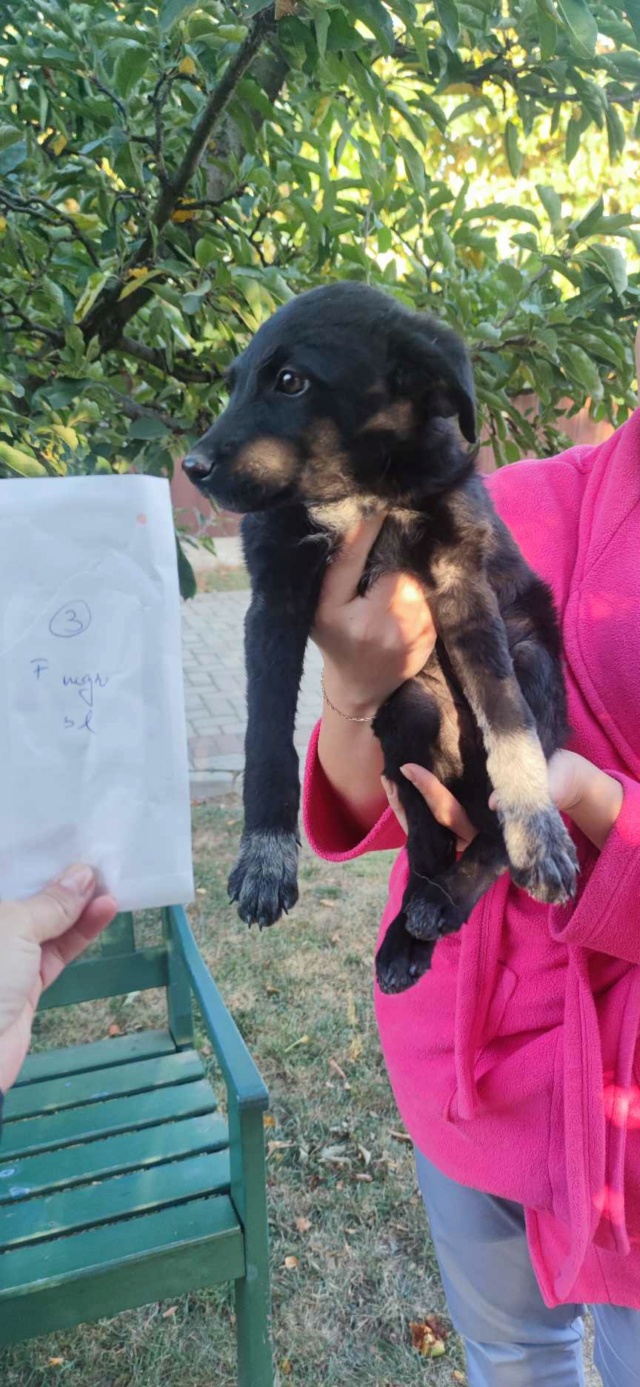 LOUSSA - chiot femelle, de taille moyenne à l'âge adulte - née environ en juillet 2023 - REMEMBER ME LAND - Adoptée par Loic (73) 38733510