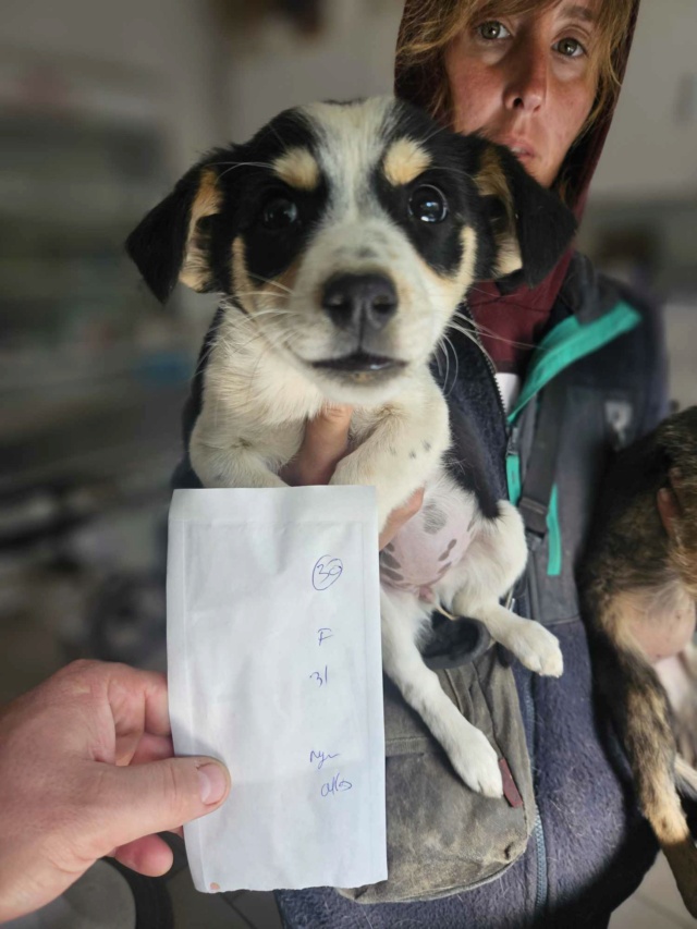 LOAFY (ex PIAA) - chiot femelle, de petite taille à l'âge adulte - née environ en juillet 2023 - REMEMBER ME LAND - Adoptée par Nayana (92) / de retour à l’adoption  - RÉSERVÉE ADOPTION PAR Stéphanie (77)  38750511