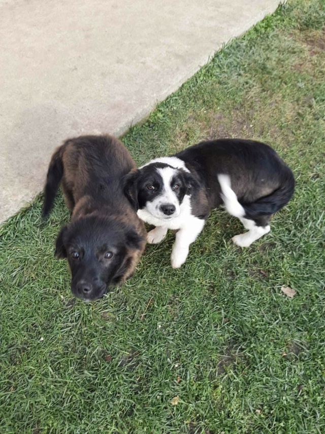 POLETTE (ex DUAA) - chiot femelle, de taille petite à moyenne à l'âge adulte - née environ en juillet 2023 - REMEMBER ME LAND - Adoptée par Emilien et Mary Camille (69)  40362110