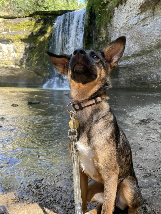 IUBI (ex OREL) - chiot femelle, de taille moyenne à grande à l'âge adulte - née environ en janvier 2023 - (Centre RM Pascani en Roumanie) - Adoptée par Gabrielle (62) 41710810