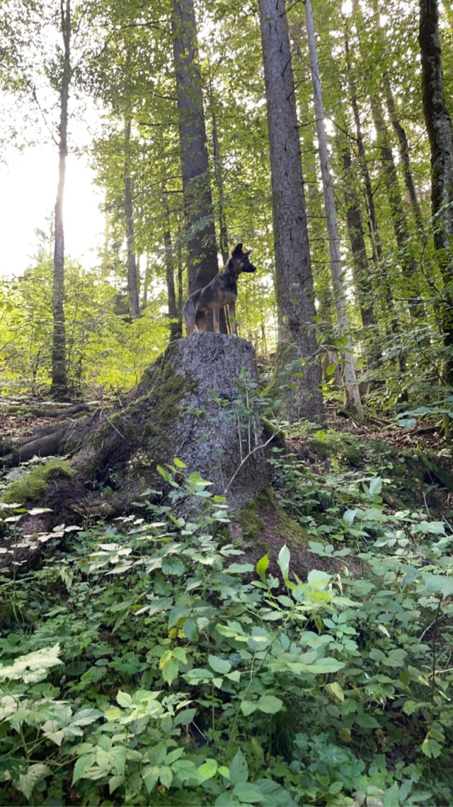 IUBI (ex OREL) - chiot femelle, de taille moyenne à grande à l'âge adulte - née environ en janvier 2023 - (Centre RM Pascani en Roumanie) - Adoptée par Gabrielle (62) 41713010