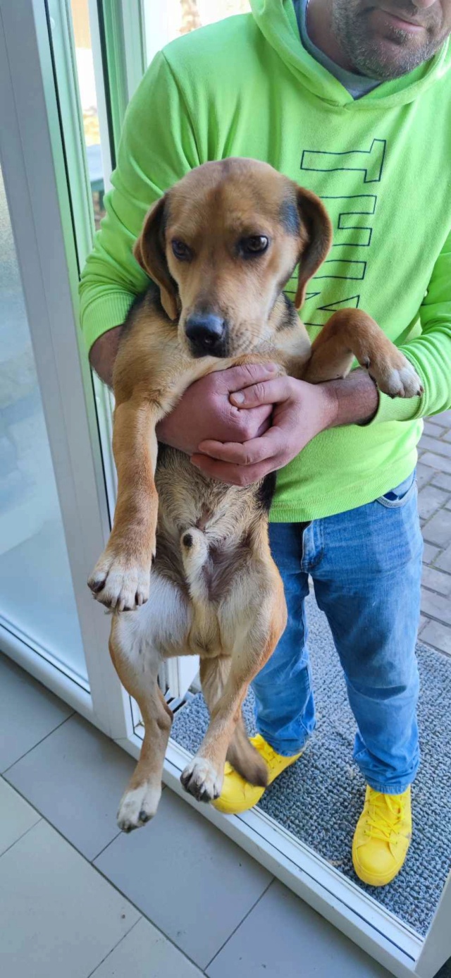 AJACCIO - mâle, beagle, de taille petite à moyenne - né environ en août 2022 - REMEMBER ME LAND  42614910