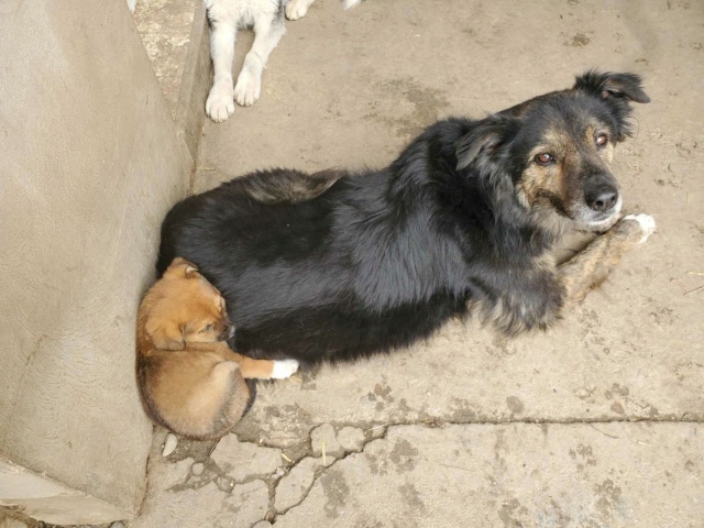 ANGY (ex ALAN) - chiot mâle, de taille moyenne à l'âge adulte - né environ en novembre 2023 - REMEMBER ME LAND - Adopté par Chrystelle (03)  42627810