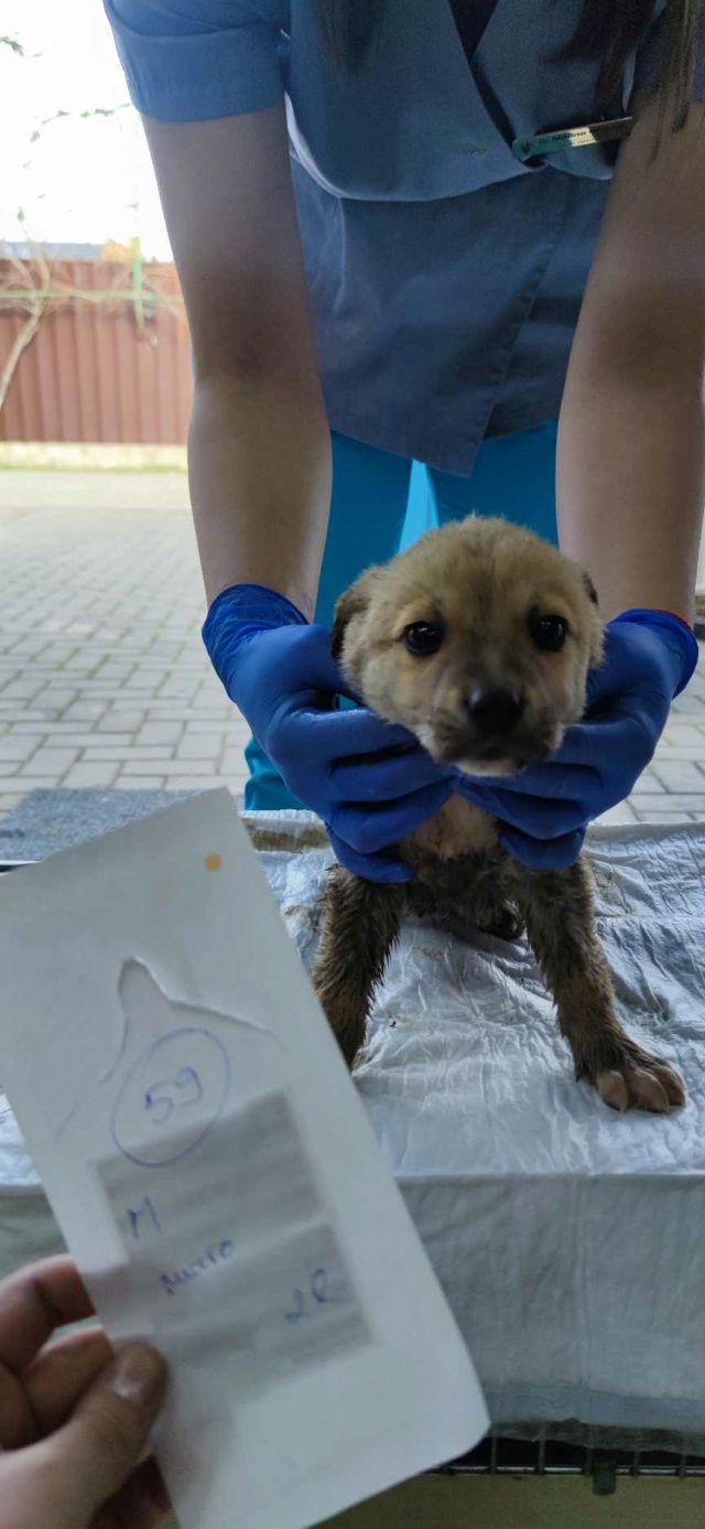 FRANCIS (ex DANDELION) - chiot mâle, de taille petite à moyenne à l'âge adulte - né environ en décembre 2023 - REMEMBER ME LAND - Adopté par Amandine (62)  42913010