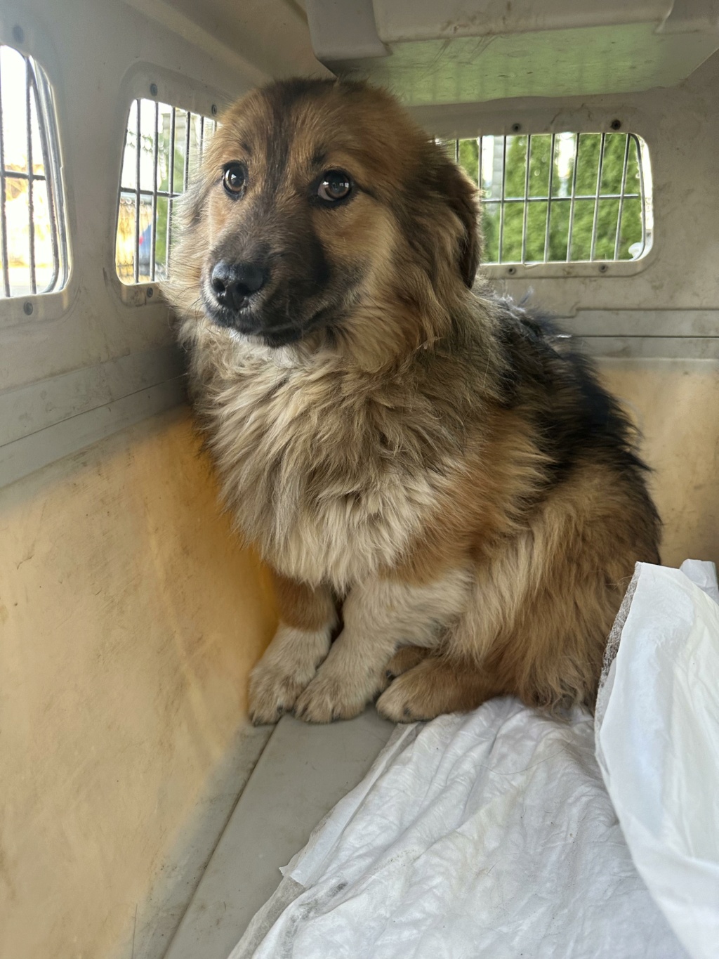 MACARON - chiot mâle, de taille petite à moyenne à l'âge adulte - né environ en septembre 2023 - REMEMBER ME LAND / RESERVE EN FA PAR Marion (49) 43162810