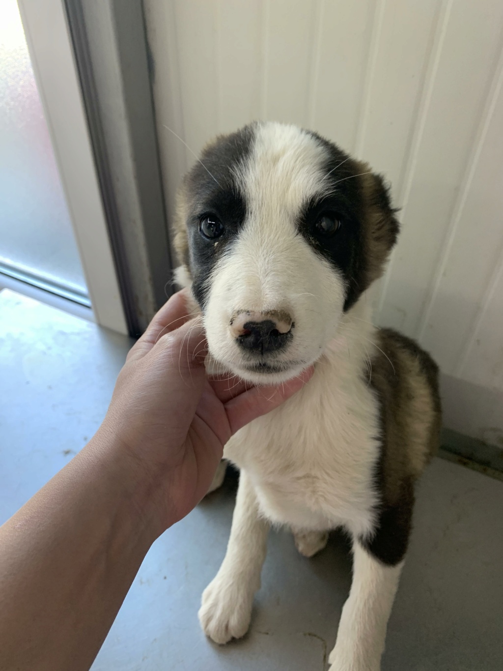 BABAORHUM - chiot mâle, de taille moyenne à l'âge adulte - né environ en janvier 2024 - REMEMBER ME LAND / RESERVE ADOPTION PAR Fanny (38) 43558510