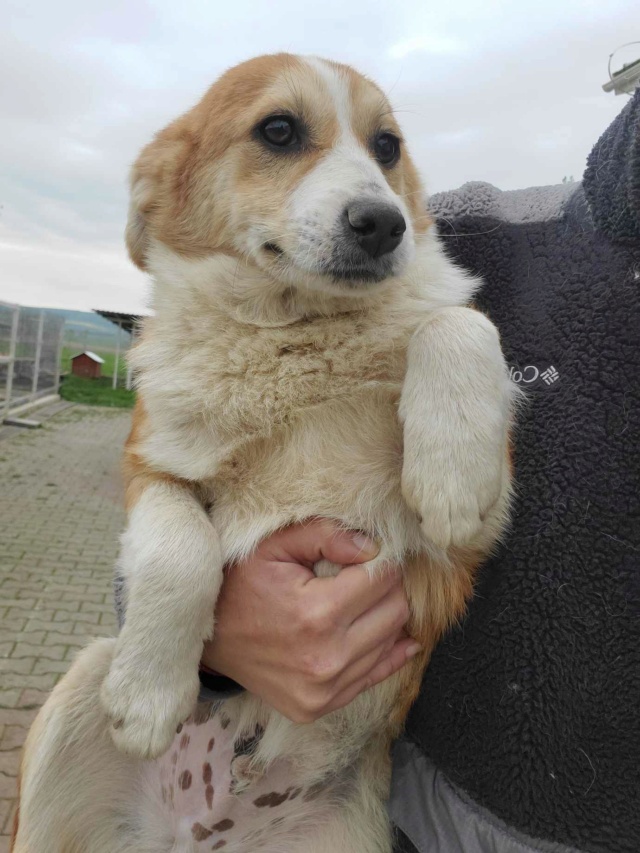 SACRAMENTO - chiot mâle, de taille moyenne à l'âge adulte - né environ en octobre 2023 (TERGU NEAMT) - Centre RM Pascani (Roumanie) - Adopté par Pierre et Murielle (91) 43805110