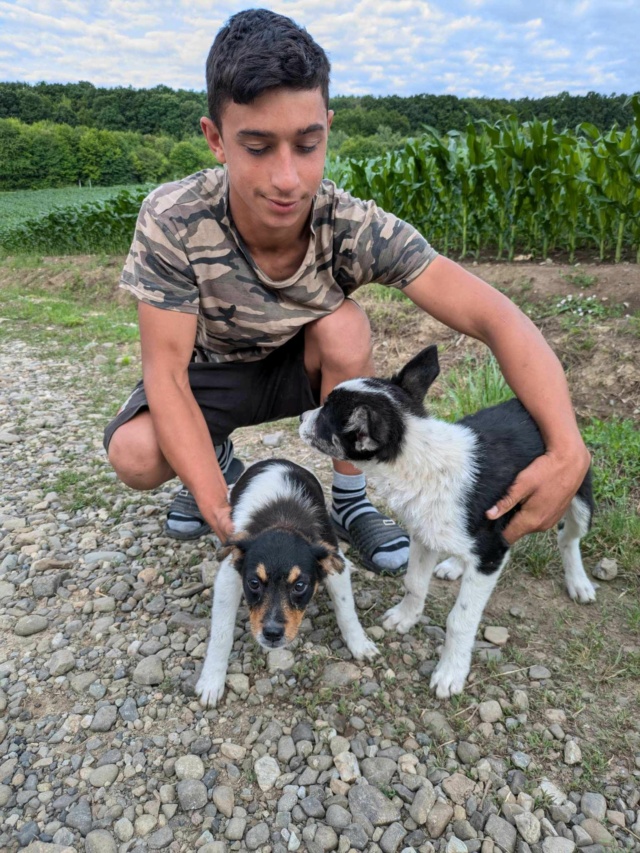 KENZA - chiot femelle, de taille moyenne à l'âge adulte - née environ en avril 2024 - REMEMBER ME LAND - Adoptée par Iolanda et Stéphane (1292 - Suisse)  44934210