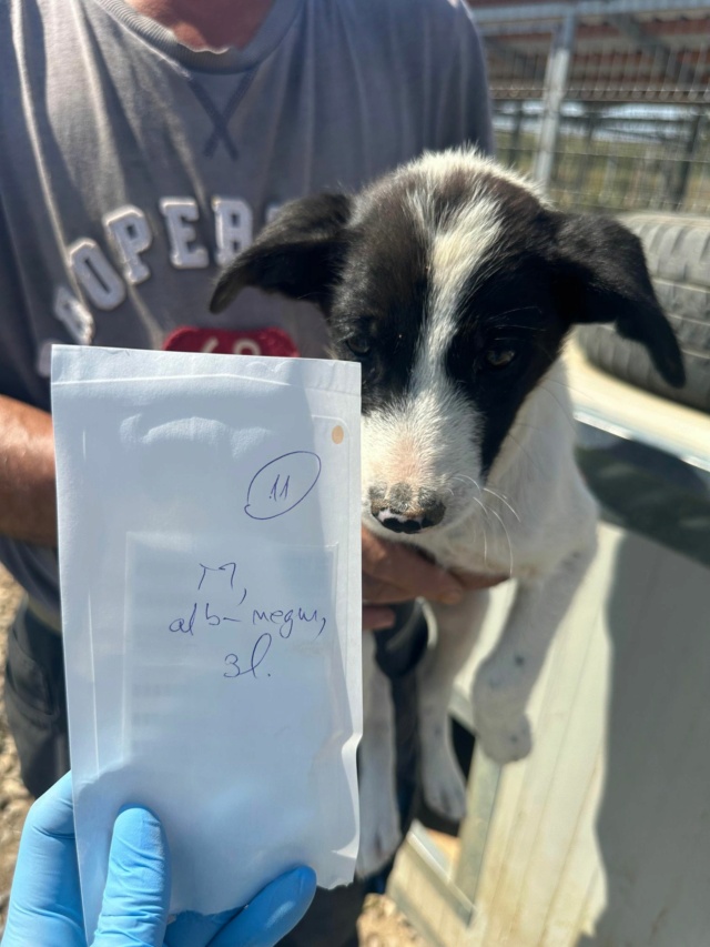 BACKTOBLACK - chiot mâle, typé border collie, de taille moyenne à l'âge adulte - né environ en mai 2024 - (Centre RM Pascani en Roumanie) 45057011