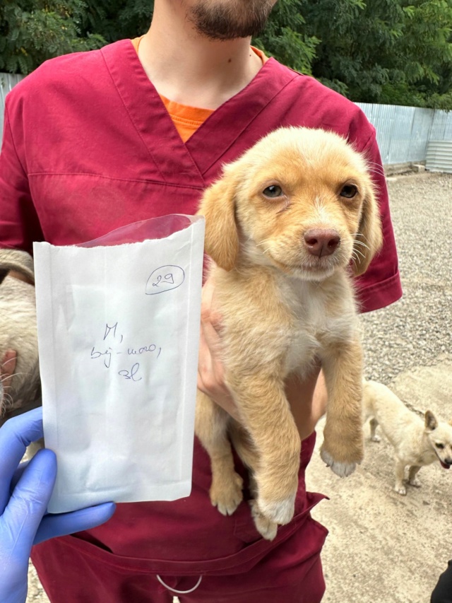 RENARDEAU - chiot mâle, de taille petite à moyenne à l'âge adulte - né environ en mai 2024 - REMEMBER ME LAND - DECEDE 45314311