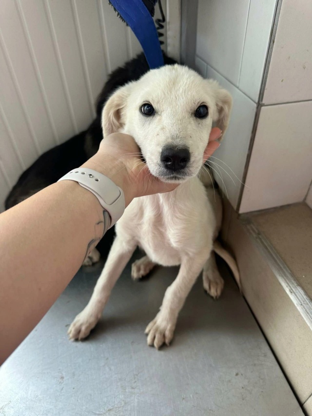 ELFIE - chiot femelle, type petit labrador, de taille petite à moyenne à l'âge adulte - née environ en mai 2024 - REMEMBER ME LAND 46254210