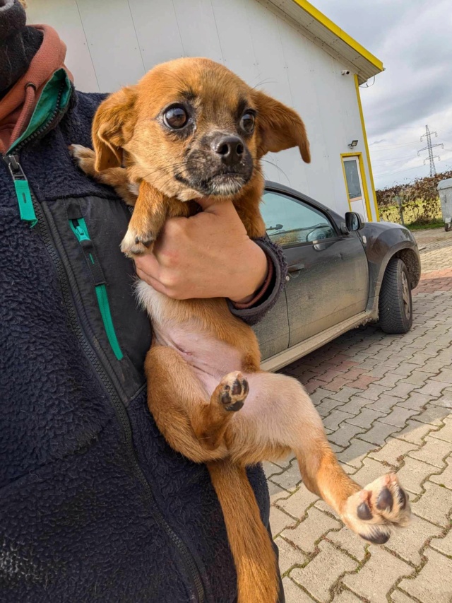 AZUCA - femelle, type chihuahua, de petite taille, née environ en juillet 2023 - (Fourrière de ROMAN) - Centre RM Pascani (Roumanie) - adoptee par GAELLE (88) 46255613