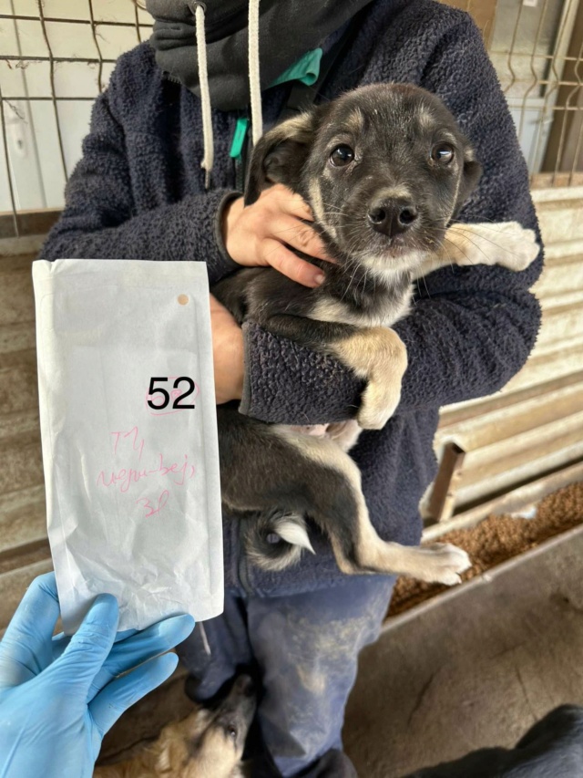 TIRAMISU - chiot mâle, type mini berger, de taille petite à moyenne à l'âge adulte - né environ en juillet 2024 - REMEMBER ME LAND/RÉSERVÉ ADOPTION PAR Valentine (depart17)  46257212