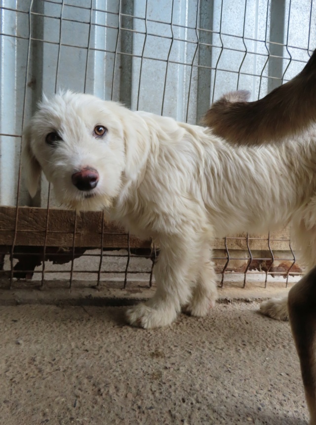 TIMOUSSE (ex APHAIO) - chiot mâle, de taille petite à moyenne à l'âge adulte - né environ en décembre 2022 - (Centre RM Pascani en Roumanie) - Adopté par Philippe (94) Aphaio14