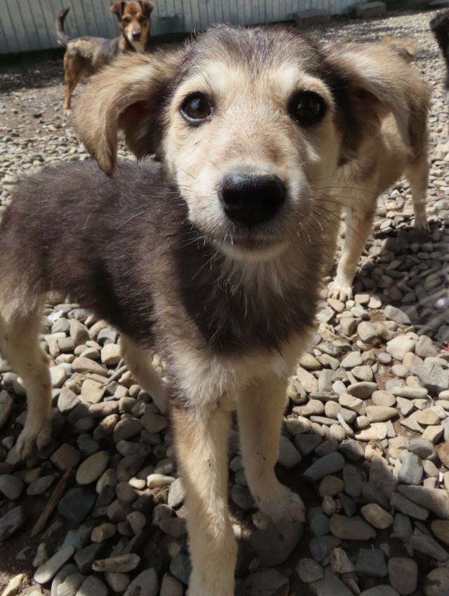 YUKA (ex AVORIAZ) - chiot femelle, de taille moyenne à l'âge adulte - née environ en mars 2023 - REMEMBER ME LAND - Adoptée par Sandrine (88) Avoria22