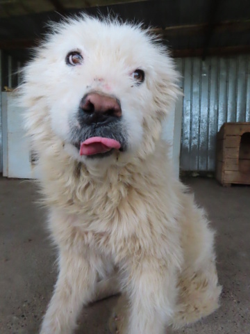 BRAZNOV - mâle, de taille moyenne à grande - né environ en avril 2016 - REMEMBER ME LAND - Adopté par Ariane (1180 - Belgique) Brazno10